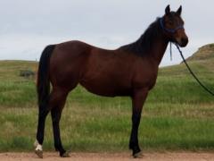 Whiskey Up Zena JW <BR> AQHA 5947348
